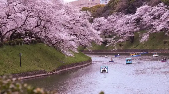Japan in Bloom Bespoke Luxury Travel