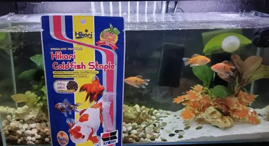 Hikari Goldfish Staple (Basic Floating Pellet)