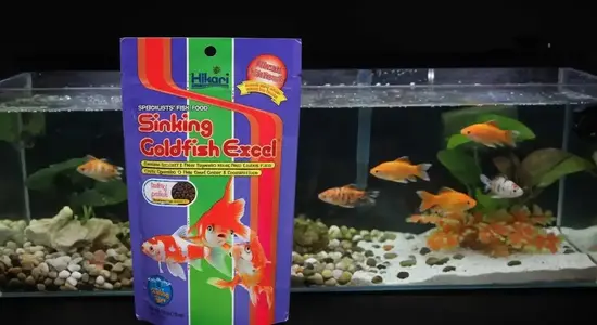 Saki-Hikari Fancy Goldfish 