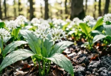 Wild garlic foraging — a carpet of broad green wild garlic leaves and white flowers growing in a shaded woodland in spring.